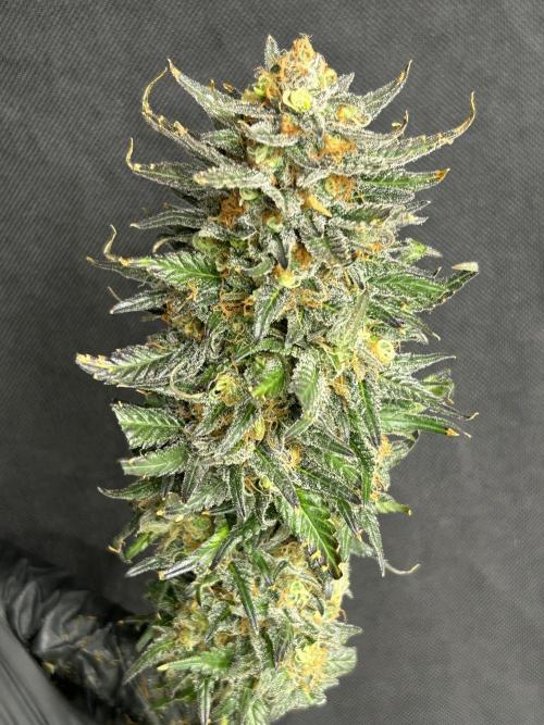 Sheesh Cheese OriginalSensible. Week 17