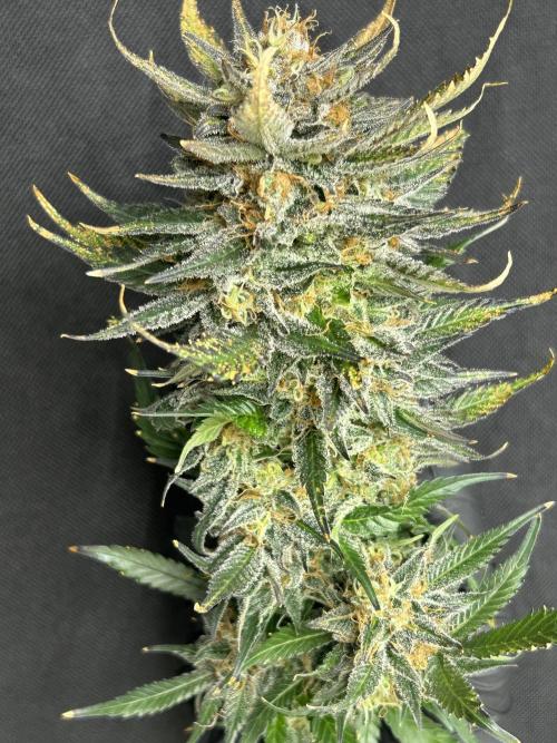 Sheesh Cheese OriginalSensible. Week 17