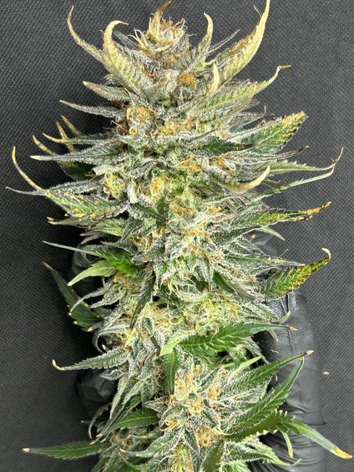 Sheesh Cheese OriginalSensible. Week 17