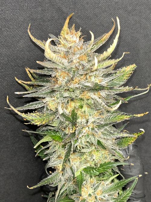 Sheesh Cheese OriginalSensible. Week 17