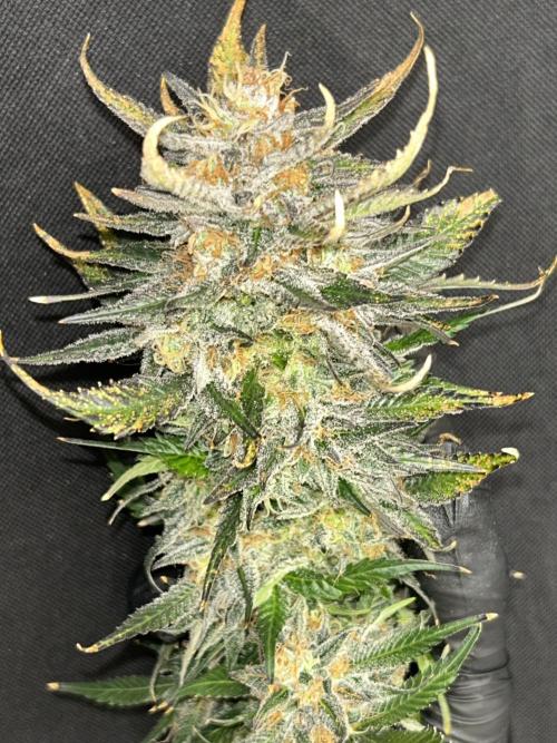 Sheesh Cheese OriginalSensible. Week 17