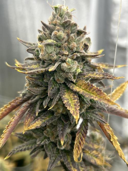 Slapz OriginalSensible. Week 12 - #1