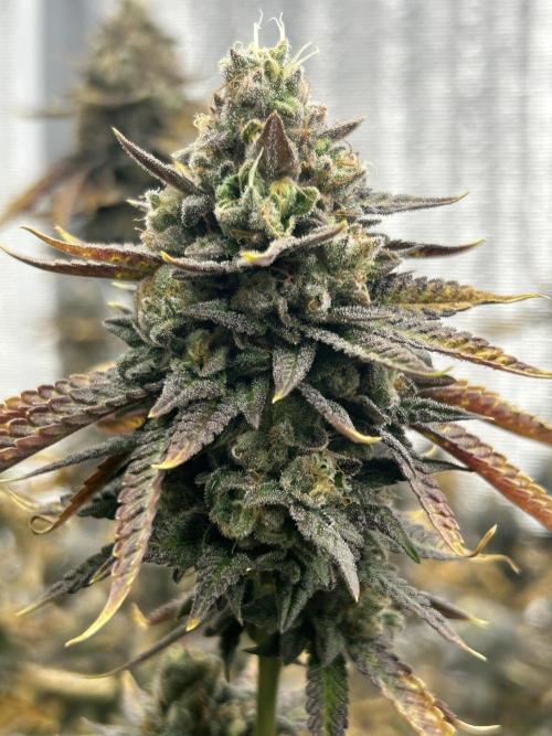 Slapz OriginalSensible. Week 12