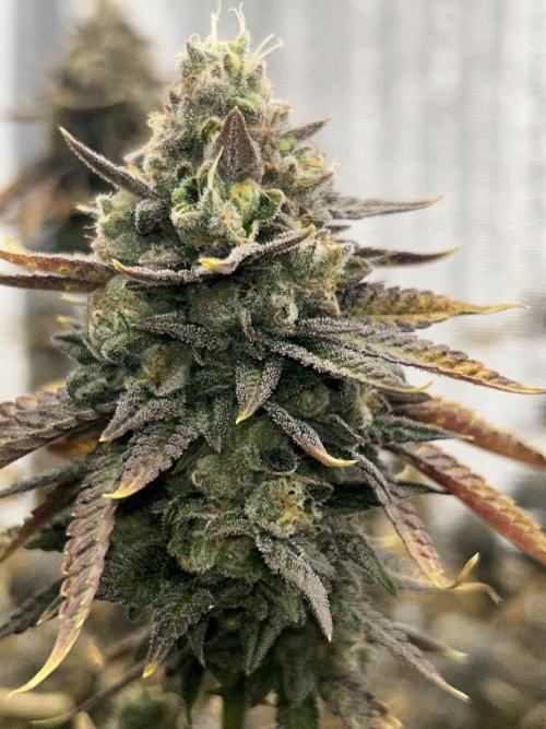 Slapz OriginalSensible. Week 12