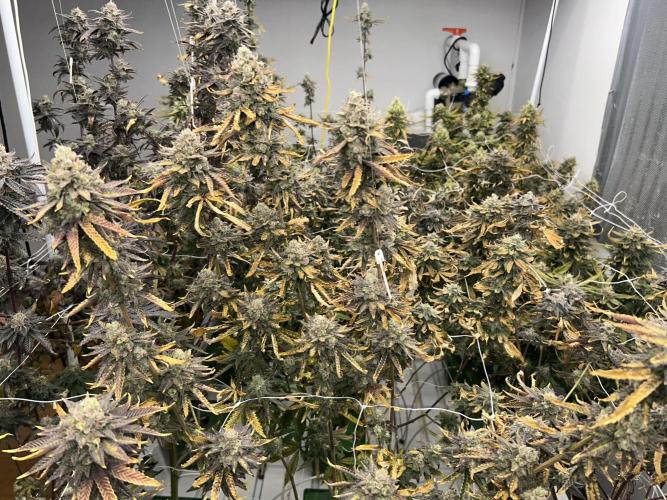 Slapz OriginalSensible. Week 12 - #1 good yield but got too dried in the same enviroment