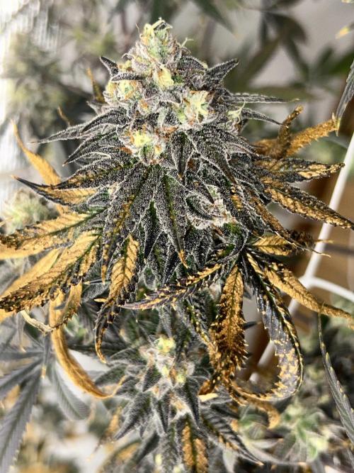 Slapz OriginalSensible. Week 12