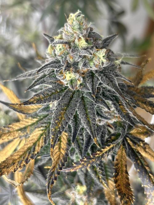 Slapz OriginalSensible. Week 12