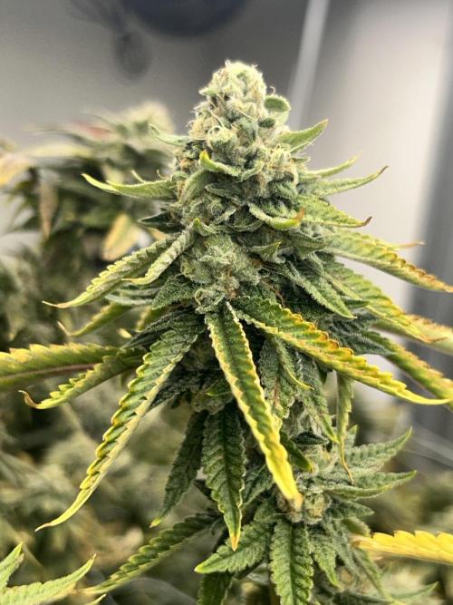 Slapz OriginalSensible. Week 12 - #1