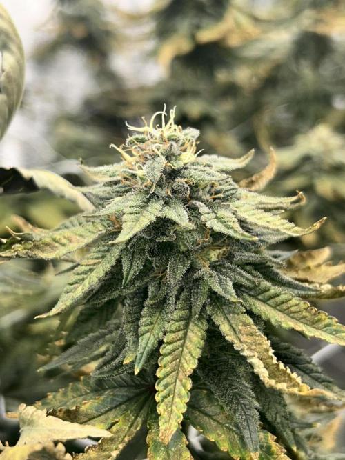 Slapz OriginalSensible. Week 12 - #3