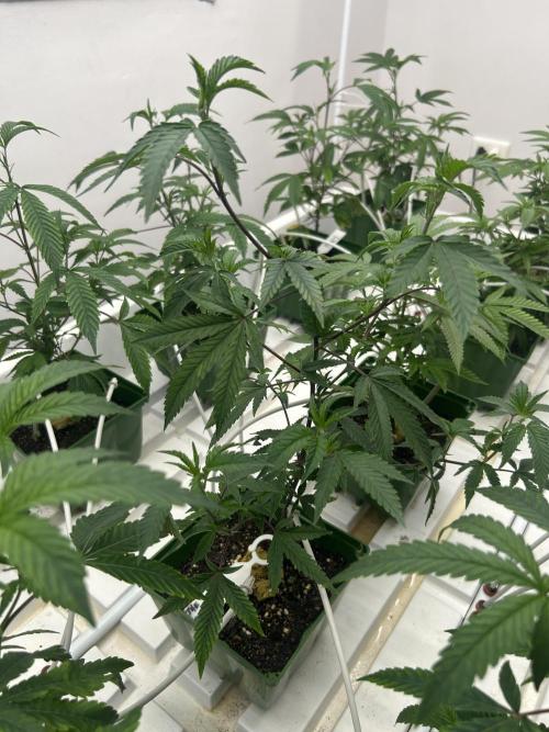 The Keeper BB Cut. Week 2