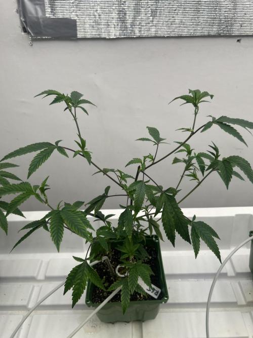 Route 65 BB Cut. Week 2