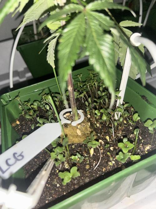 Lemon Cherry Gelato Bx BB Cut. Week 2