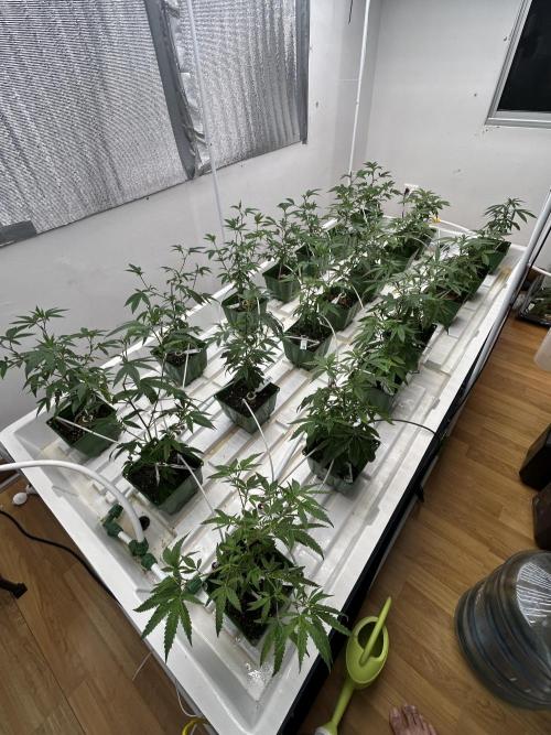 Lemon Tree Bx1 x Cap Junky  ITC Cut. Week 2