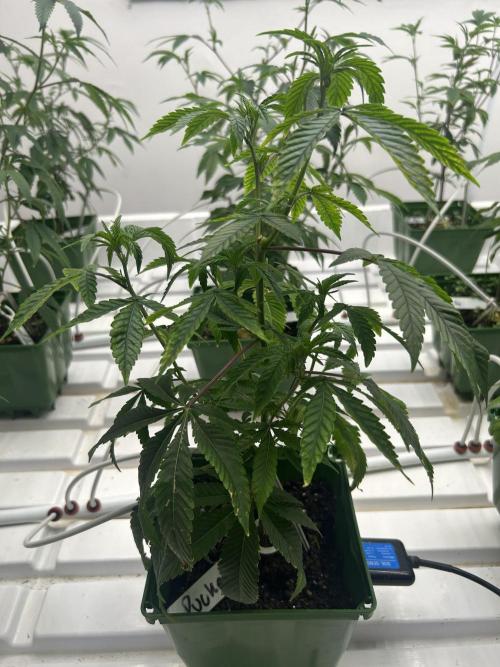 Lemon Tree Bx1 x Cap Junky  ITC Cut. Week 2