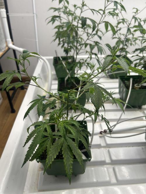 SugarFuel  ITC Cut. Week 2