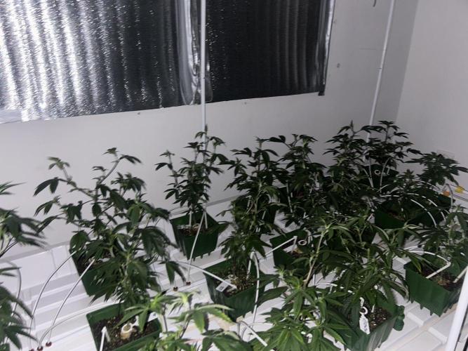 Strawberry Skrilla ITC Cut. Week 2