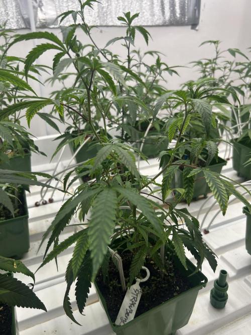 Strawberry Skrilla ITC Cut. Week 2