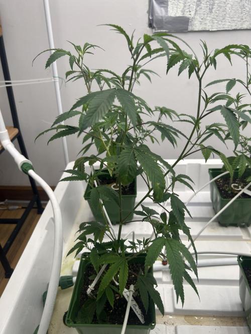 Last Pour ITC Cut. Week 2