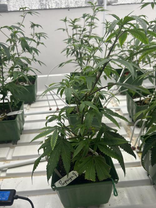 Papaya Frosting ITC Cut. Week 2