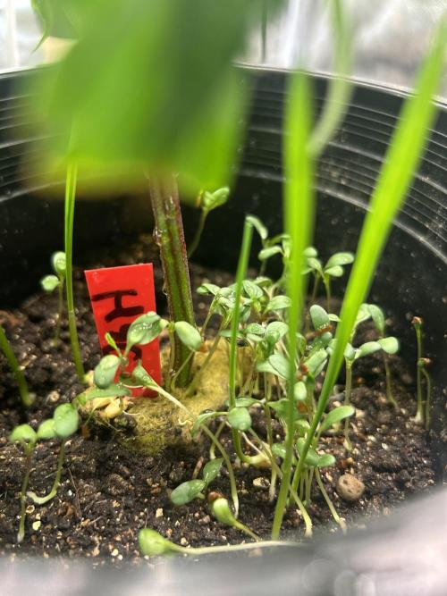 High Society. Week 2