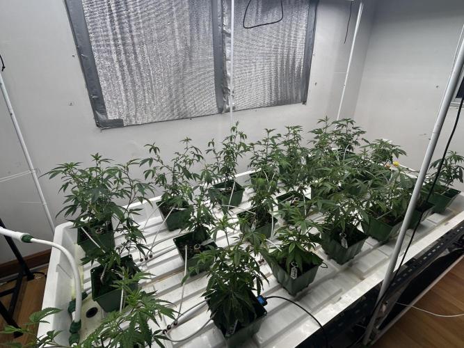 Fire OG #2 B.S.E x Lemon Fire. Week 2