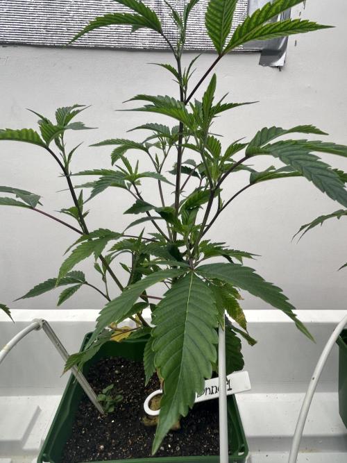 Blue Banana Cream. Week 2