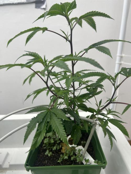 Blue Banana Cream. Week 2