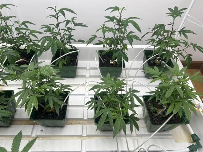 Blue Banana Cream. Week 2