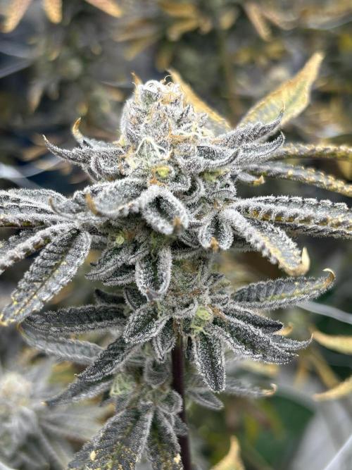 B.S.E. x Lemon Fire OG #2 Reg. Week 8