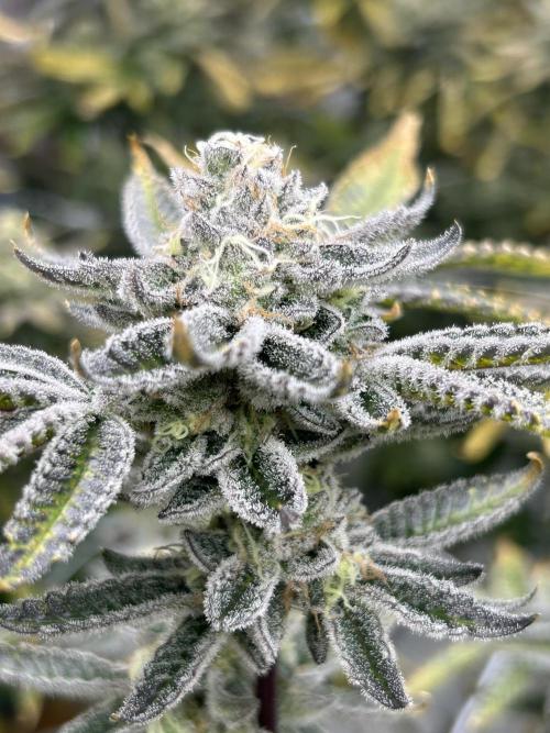 B.S.E. x Lemon Fire OG #2 Reg. Week 8