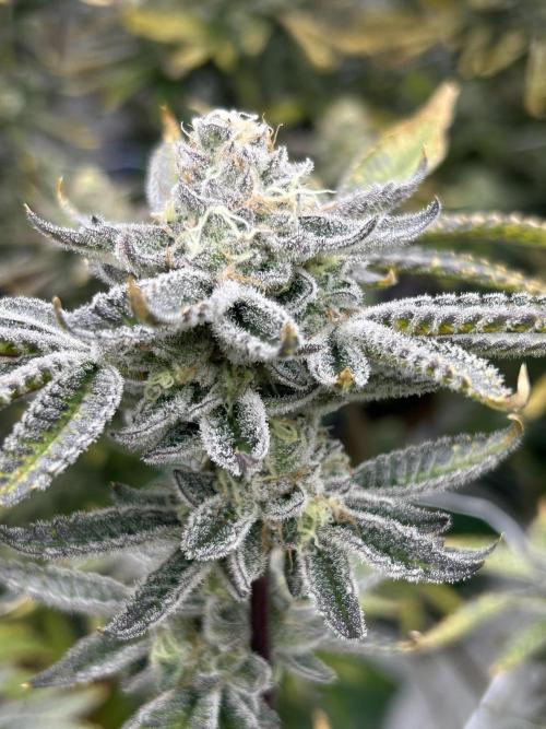 B.S.E. x Lemon Fire OG #2 Reg. Week 8