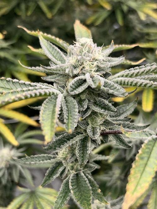 B.S.E. x Lemon Fire OG #2 Reg. Week 8