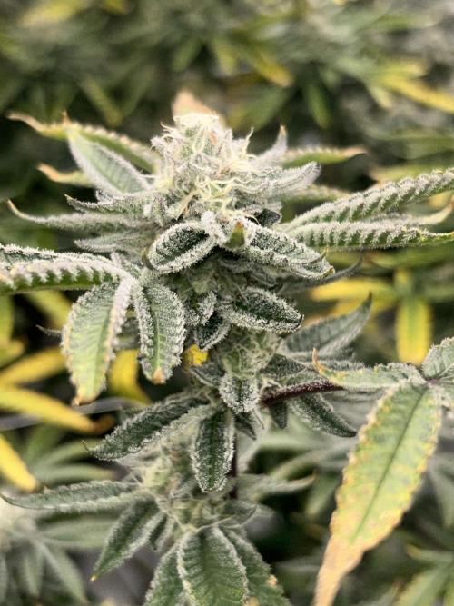 B.S.E. x Lemon Fire OG #2 Reg. Week 8