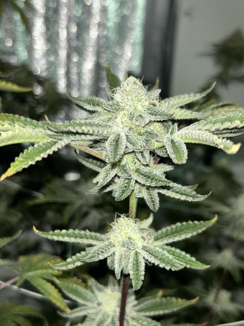 B.S.E. x Lemon Fire OG #2 Reg. Week 8