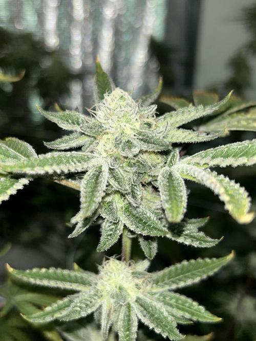 B.S.E. x Lemon Fire OG #2 Reg. Week 8