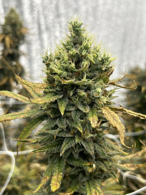 Cherry Pie#1 Clone. Week 8