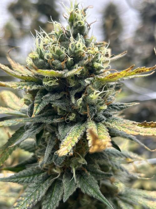 Cherry Pie#1 Clone. Week 8