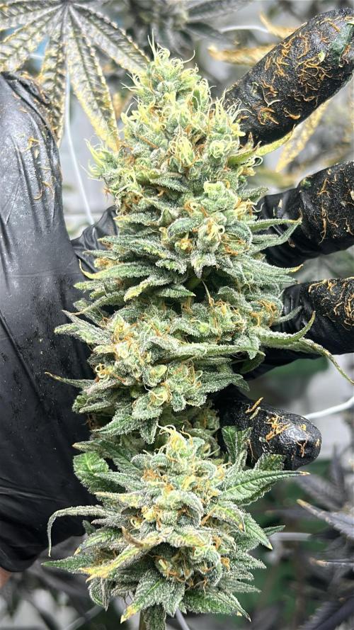 Cherry Pie#1 Clone. Week 8