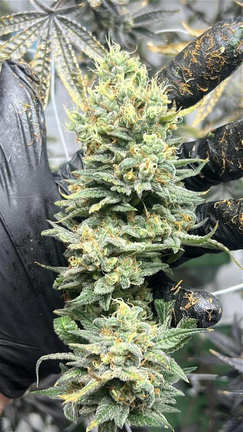 Cherry Pie#1 Clone. Week 8