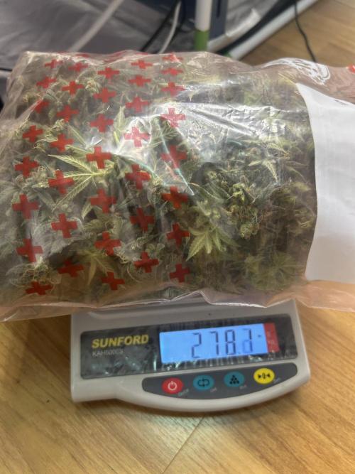 Cherry Pie#1 Clone. Week 8