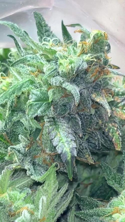 Cherry Pie#1 Clone