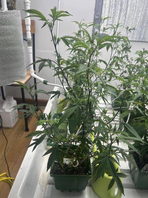 The Keeper BB Cut. Week 3