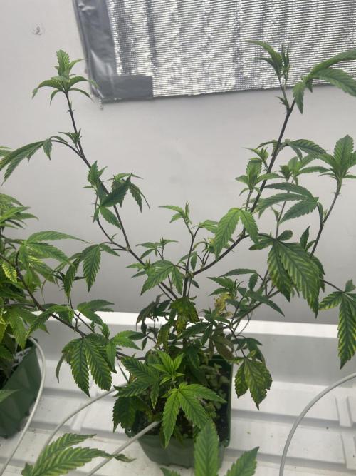 Route 65 BB Cut. Week 3