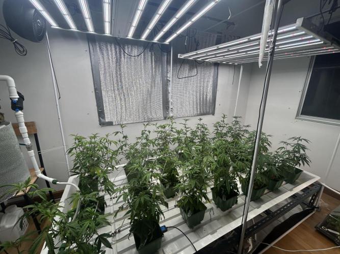 Route 65 BB Cut. Week 3