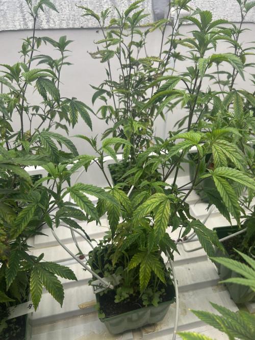 Lemon Cherry Gelato Bx BB Cut. Week 3