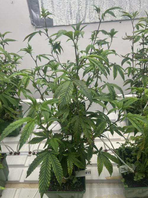 Lemon Cherry Gelato Bx BB Cut. Week 3