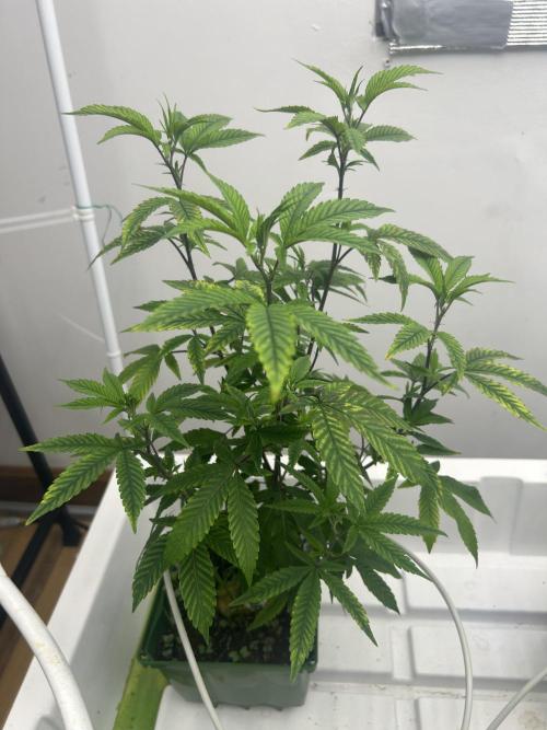 AlienMints x PermanentMarker BB Cut. Week 3