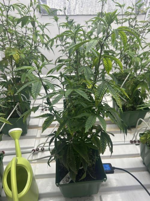 Lemon Tree Bx1 x Cap Junky  ITC Cut. Week 3