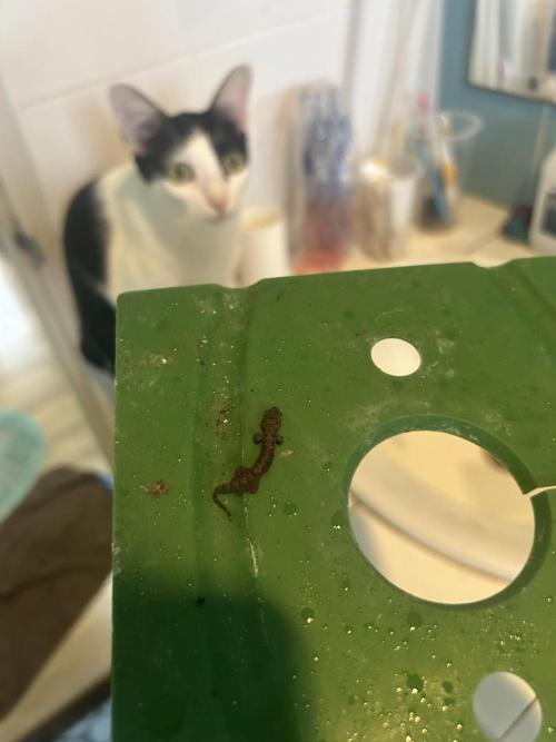 Lemon Tree Bx1 x Cap Junky  ITC Cut. Week 3