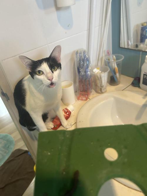 Lemon Tree Bx1 x Cap Junky  ITC Cut. Week 3